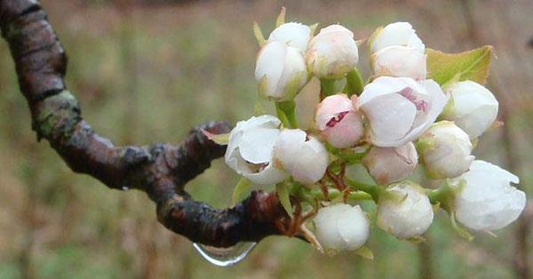la beauté de la forêt fleurit