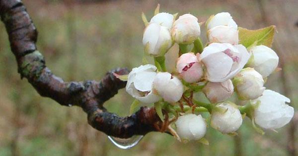 flores de belleza del bosque