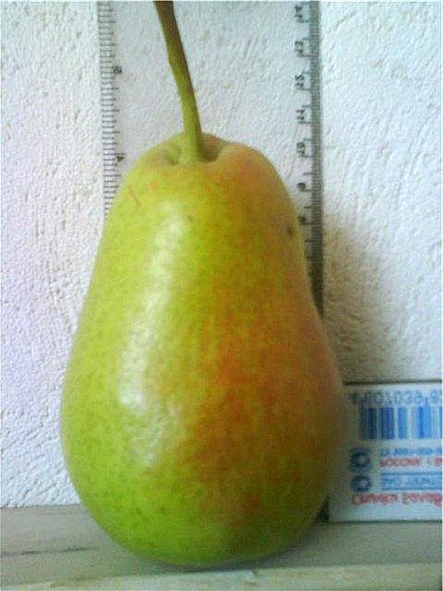 gros fruit de la beauté de la forêt
