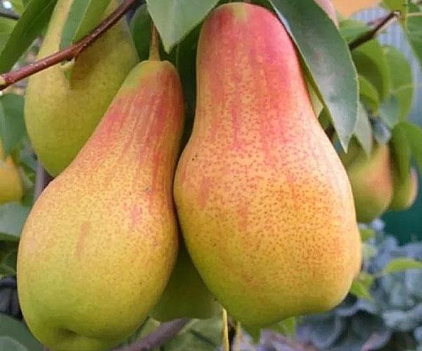poire mûre
