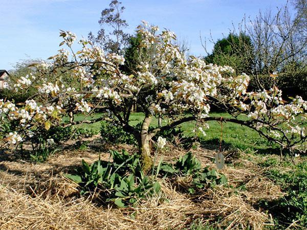 Arbre de beauté de la forêt