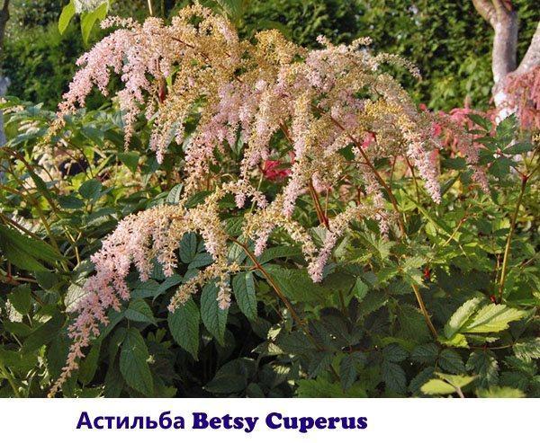Variété Astilba Betsy Cuperus
