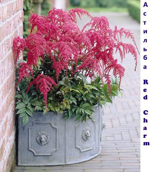Charme Rouge Astilba