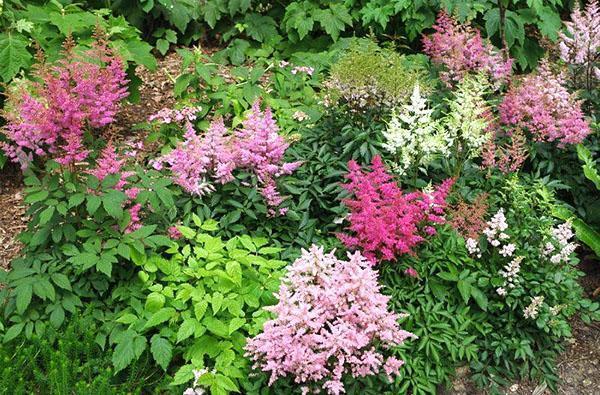 fleur d'astilba dans le jardin