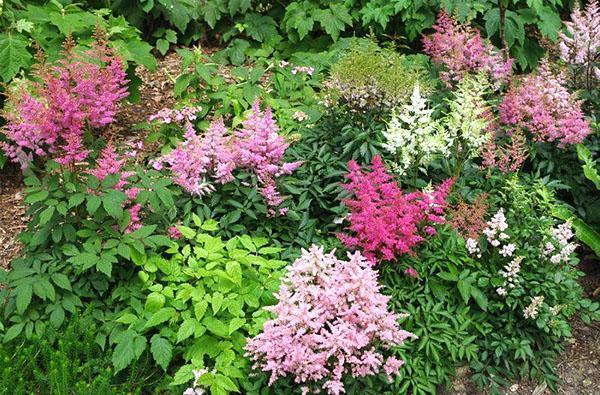 astilba florecen en el jardín