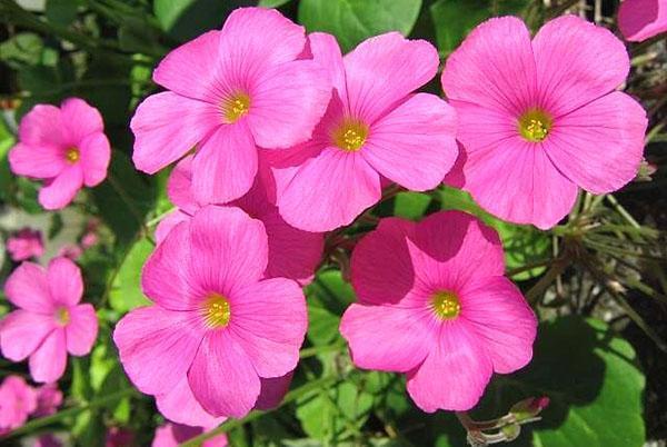 Oxalis bowiei var. purpurata