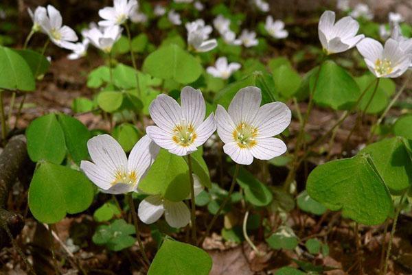 Flores de Oxalis