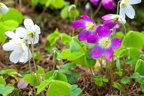 Flores lilas y blancas de oxalis vulgaris