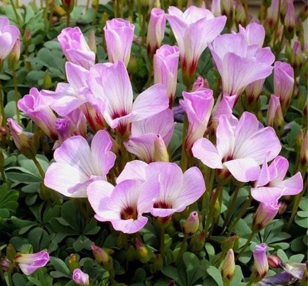 Flores y hojas de ácido ferruginoso.