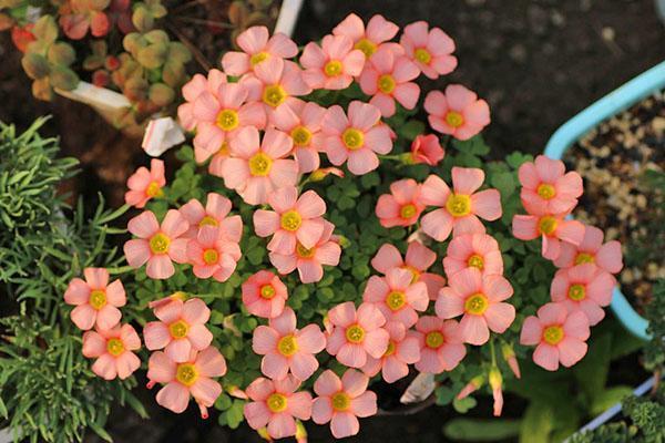 Variedades Oxalis obtusa Comosa Pink