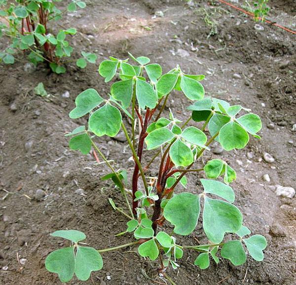 Acide tubéreux dans le jardin