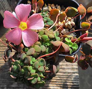 Oxalis Convexula con flores lisas