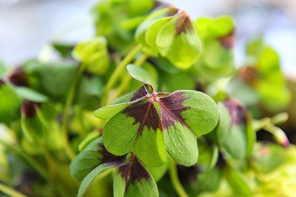 El follaje del oxalis de cuatro hojas.