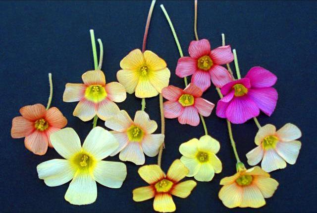 Flores acedera de diferentes tipos.