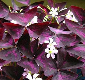 Feuillage spectaculaire et fleurs d'oxalis violet