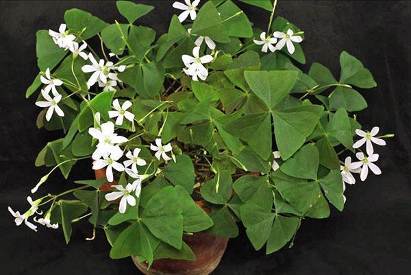 Oxalis triangulaire au feuillage vert