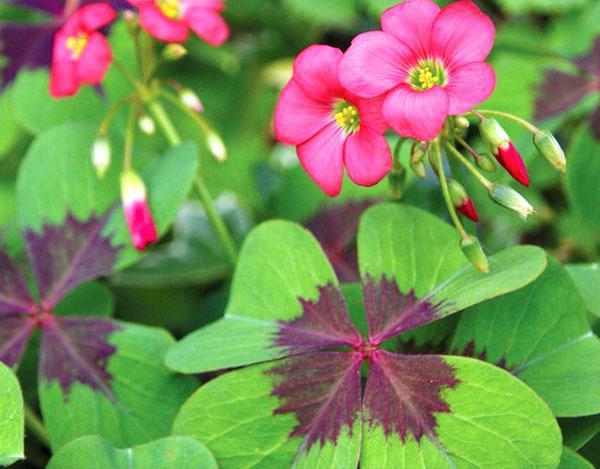 Variétés Oxalis deppei Iron Cross