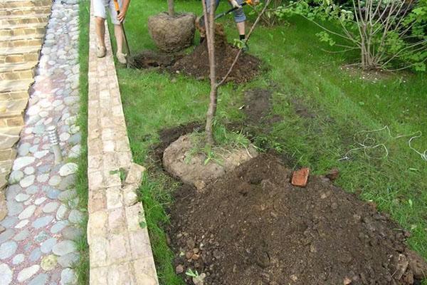 plantar plántulas con un sistema de raíces cerrado