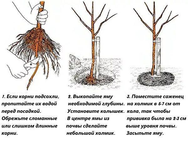 stades de plantation des poires