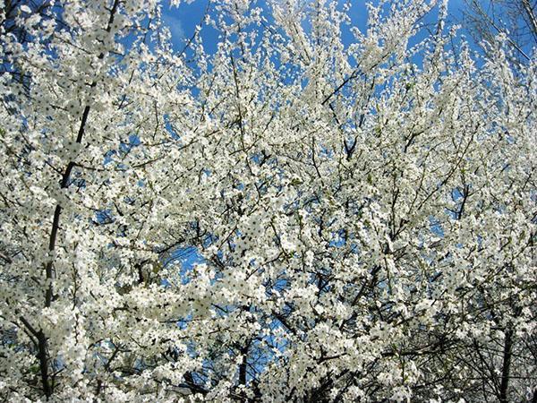 flores de ciruelo de cerezo