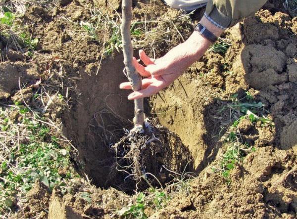 plantar una plántula de ciruela cereza