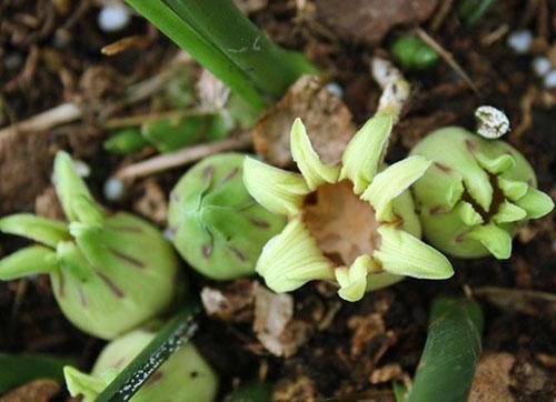 Éclaboussure géante d'Aspidistra attenuata Alishan