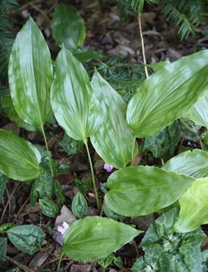 Aspidistra guangxiensis Spiderman