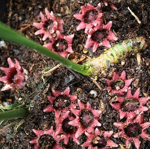 Aspidistra oblanceifolia Nagoya Estrellas