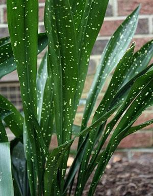 Variedad Nagano Star Aspidistra