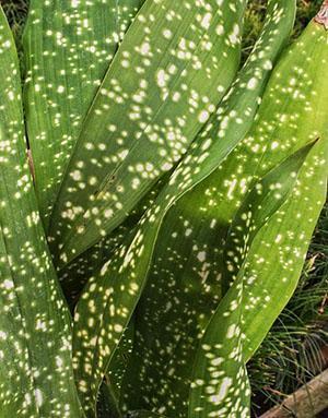 Marteau jaune Aspidistra sichuanensis