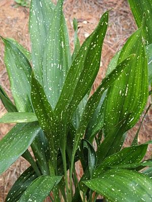 Aspidistra elatior Ginga Gigante