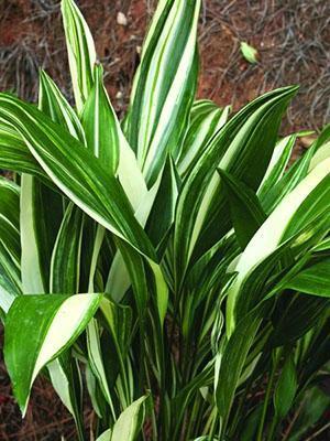 Aspidistra de hoja ancha Okame