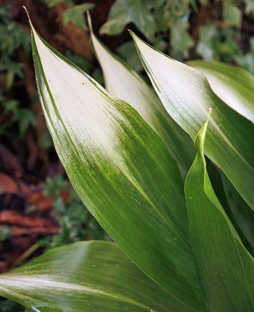 Gorro de nieve Aspidistra Elatior