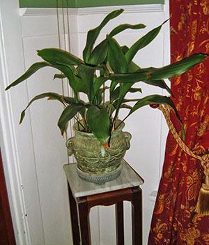 Aspidistra en casa