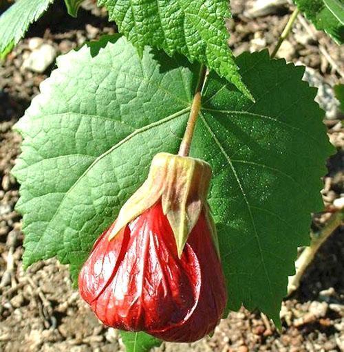 Variedad de abutilona manchada de Nabob