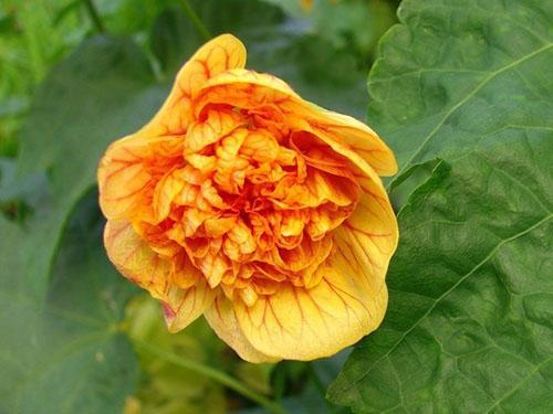 Royal ilima revela flores de color amarillo anaranjado