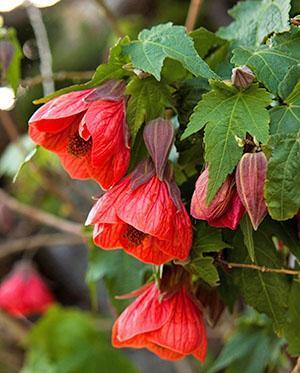 Abutilón híbrido (A. hybridum)