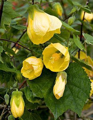 Abutilon Bella Amarillo