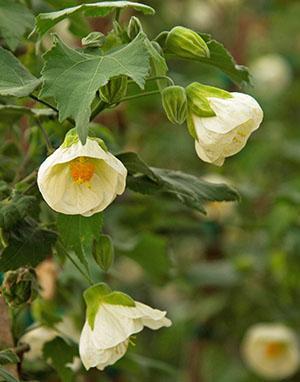 Abutilon White King