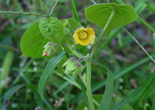 Abutilon Theophrasti (A. Theophrasti)