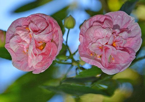 Abutilone híbrido Pink Swirls con corolas rosas suaves