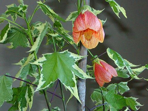 Abutilone de la variedad Souvenir de Bonn