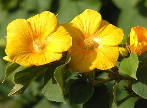 Abutilon Chitendeni (A. Chitendenii)