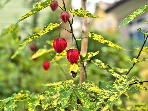 Forma abigarrada de abutilon megapotamskiy