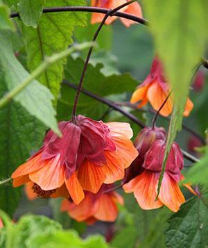 Abutilon megapotamskiy variedades Orange Hot Lava