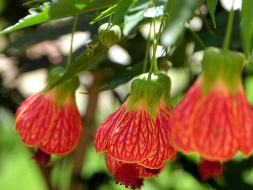 Abutilón manchado (A. striatum o pictum) de la variedad Marlon Fontoura