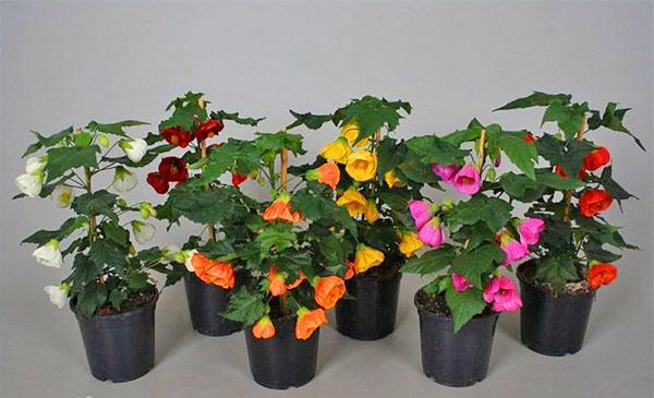 Abutilon de plantas ornamentales