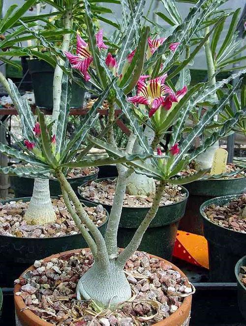 adenium crispum