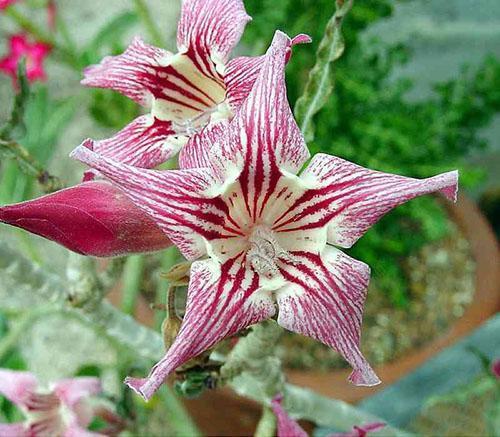 adenium flor crispum