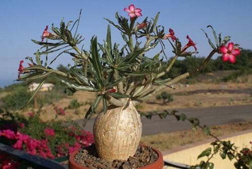 Adenium Somalense Nova